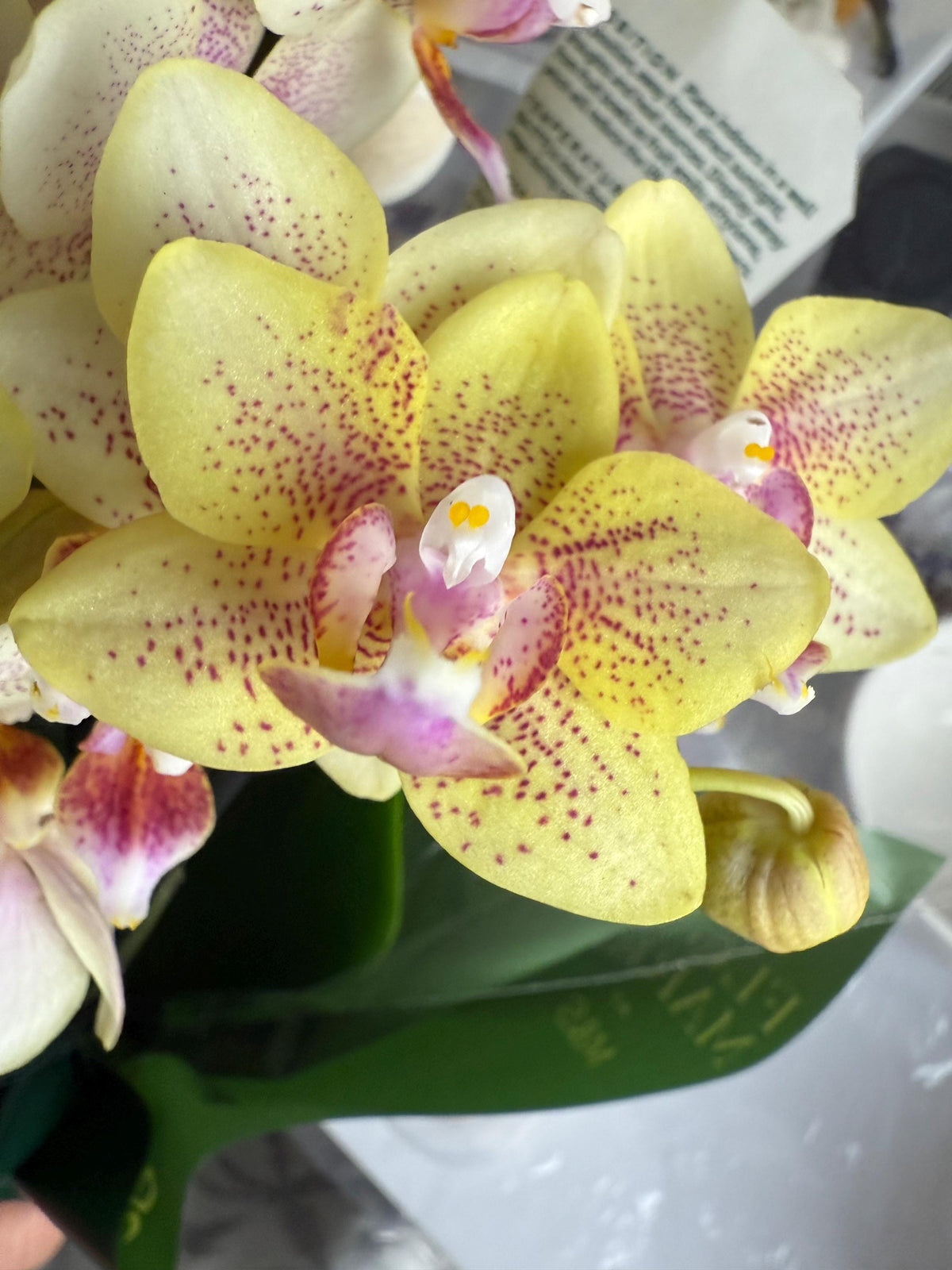 Real Orchid Earrings, Handmade Jewellery, Gift for Her, Resin Jewellery
