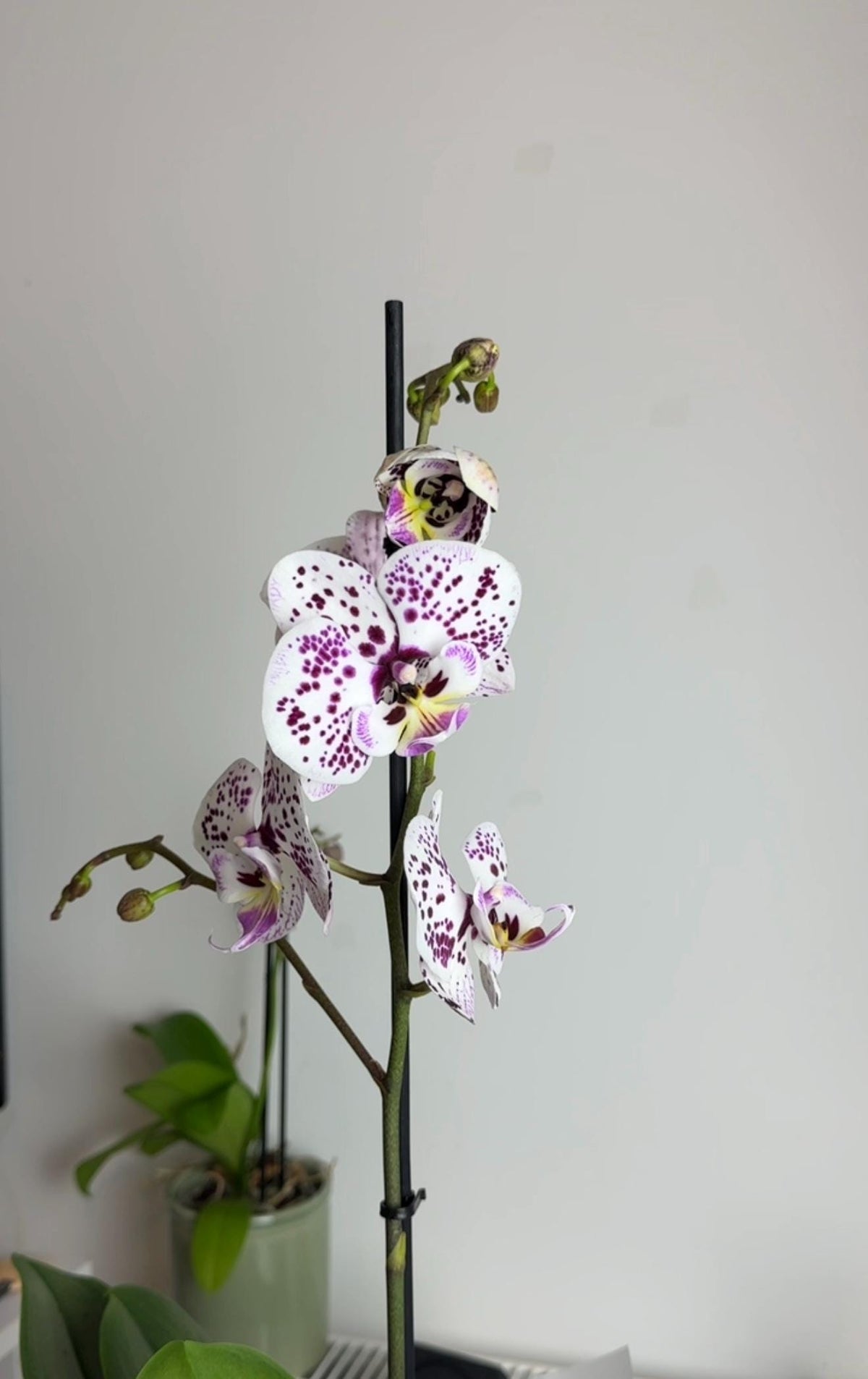 Real Orchid Resin Pendant, Real Flower Necklace